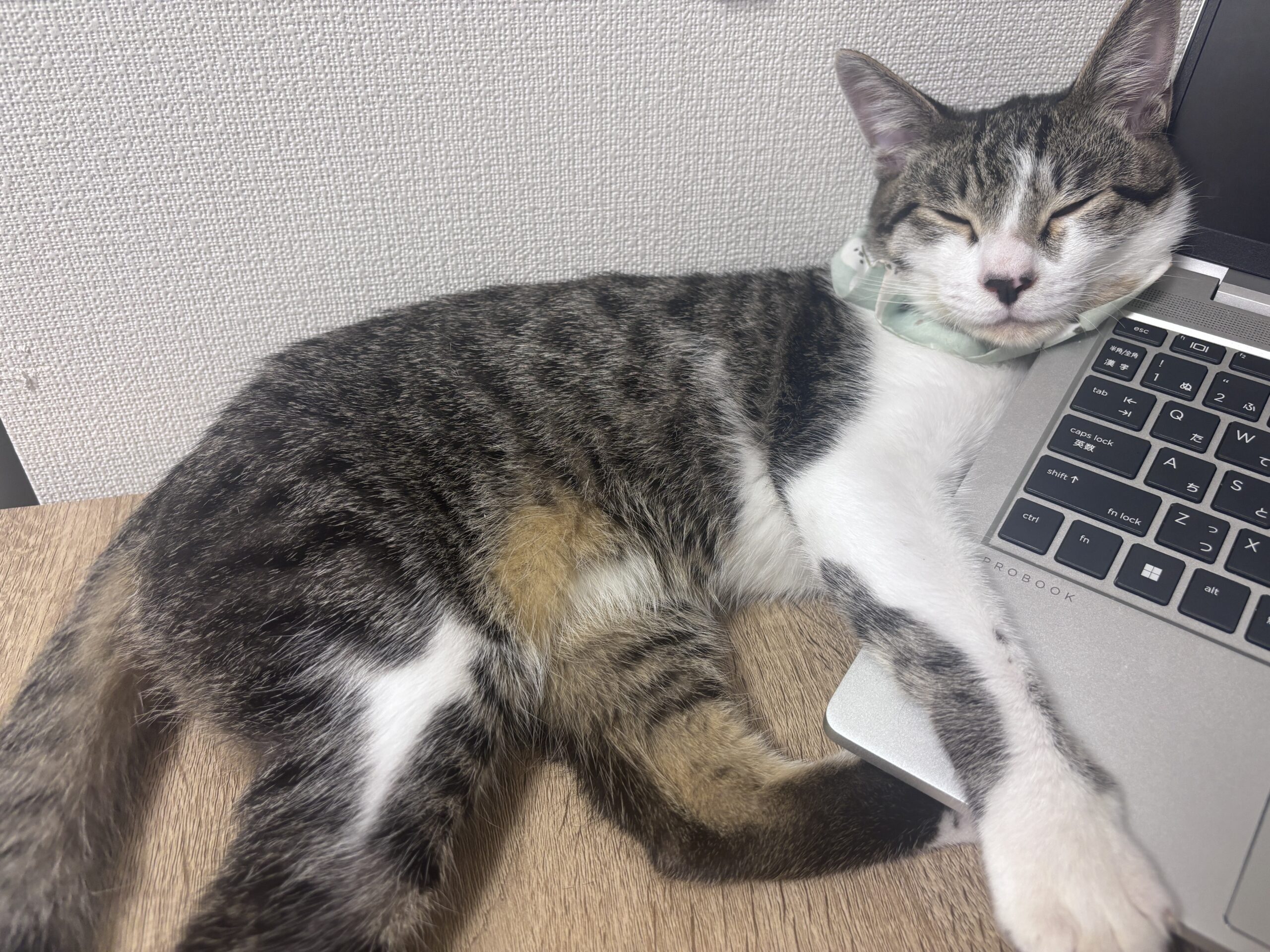 PCのキーボードの上で熟睡